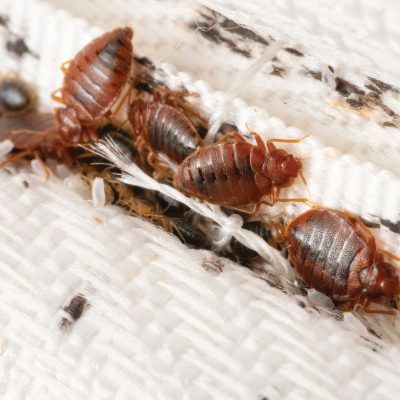 re bedbugs_stock_2210441131